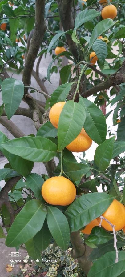 Vecchia Oliva,Kuljica Villa Kukljica Luaran gambar