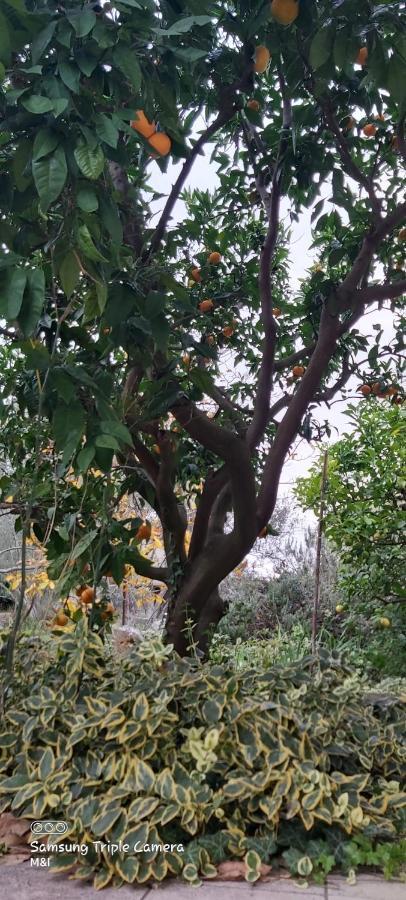 Vecchia Oliva,Kuljica Villa Kukljica Luaran gambar